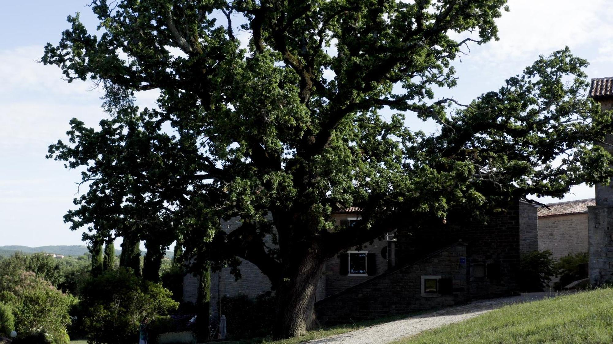 L'Abbraccio Della Quercia Apartamento Momjan Exterior foto