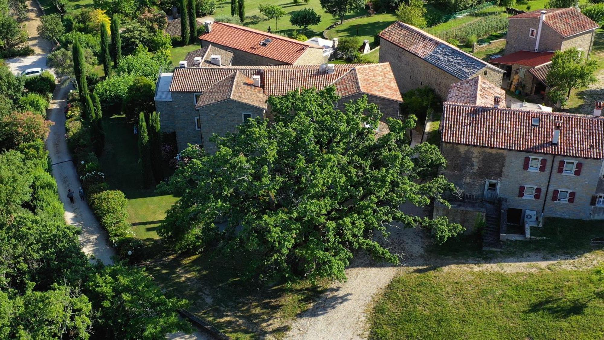 L'Abbraccio Della Quercia Apartamento Momjan Exterior foto